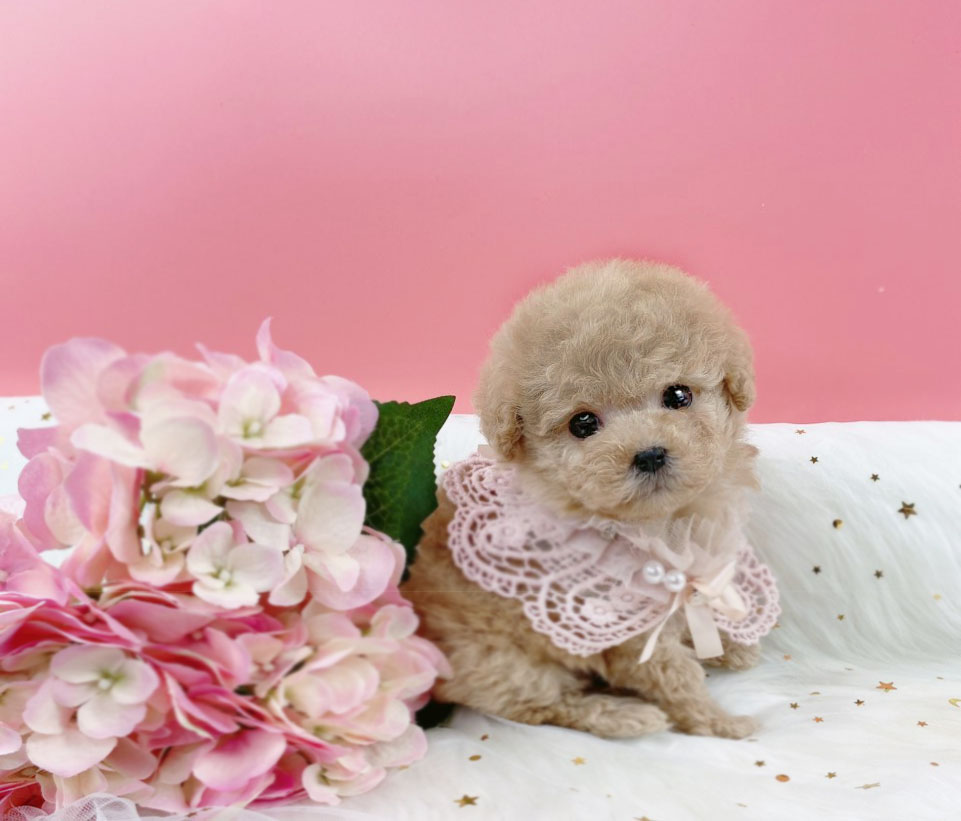 토이푸들 입양합니다