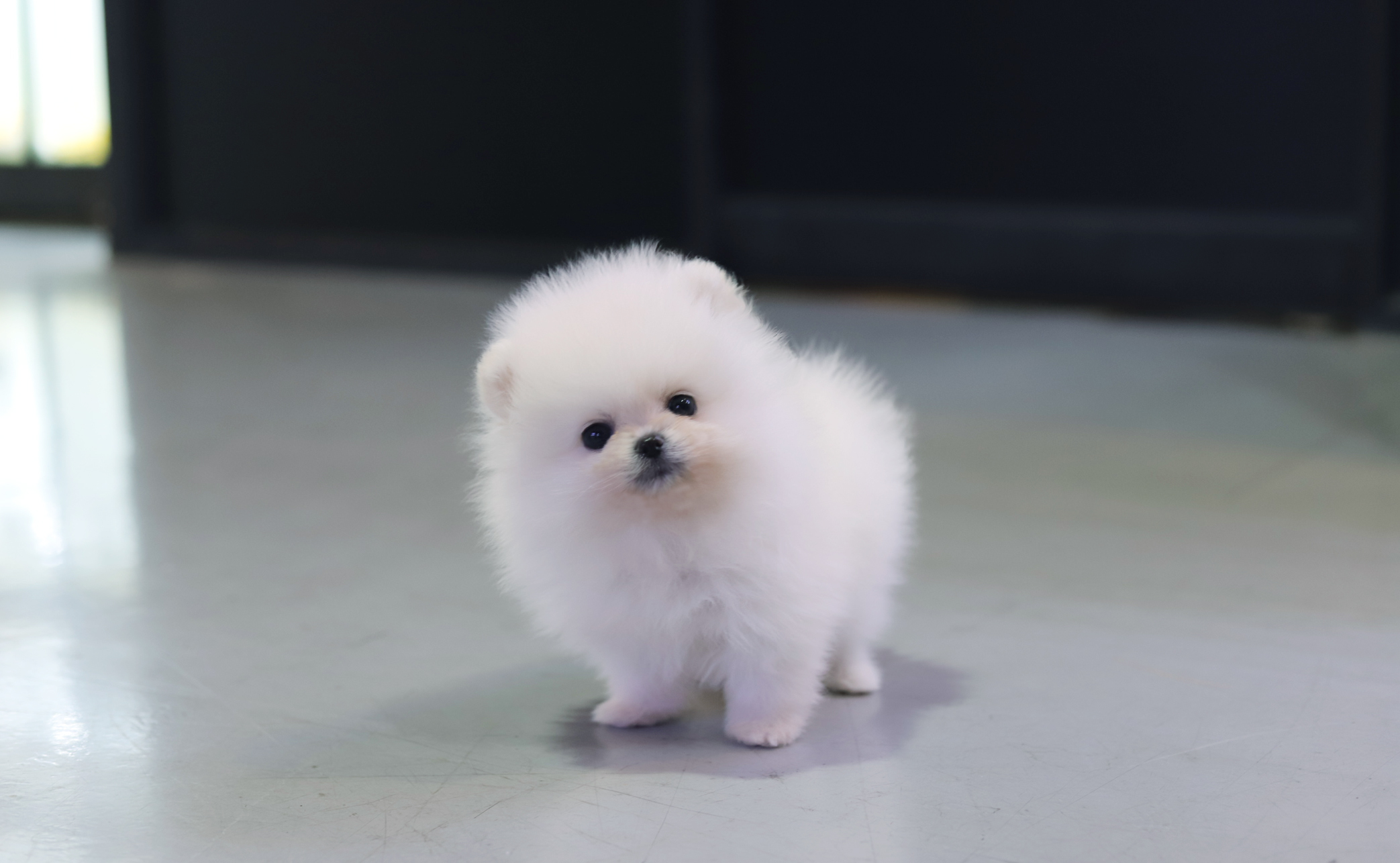 포메라니안분양(20만원부터)