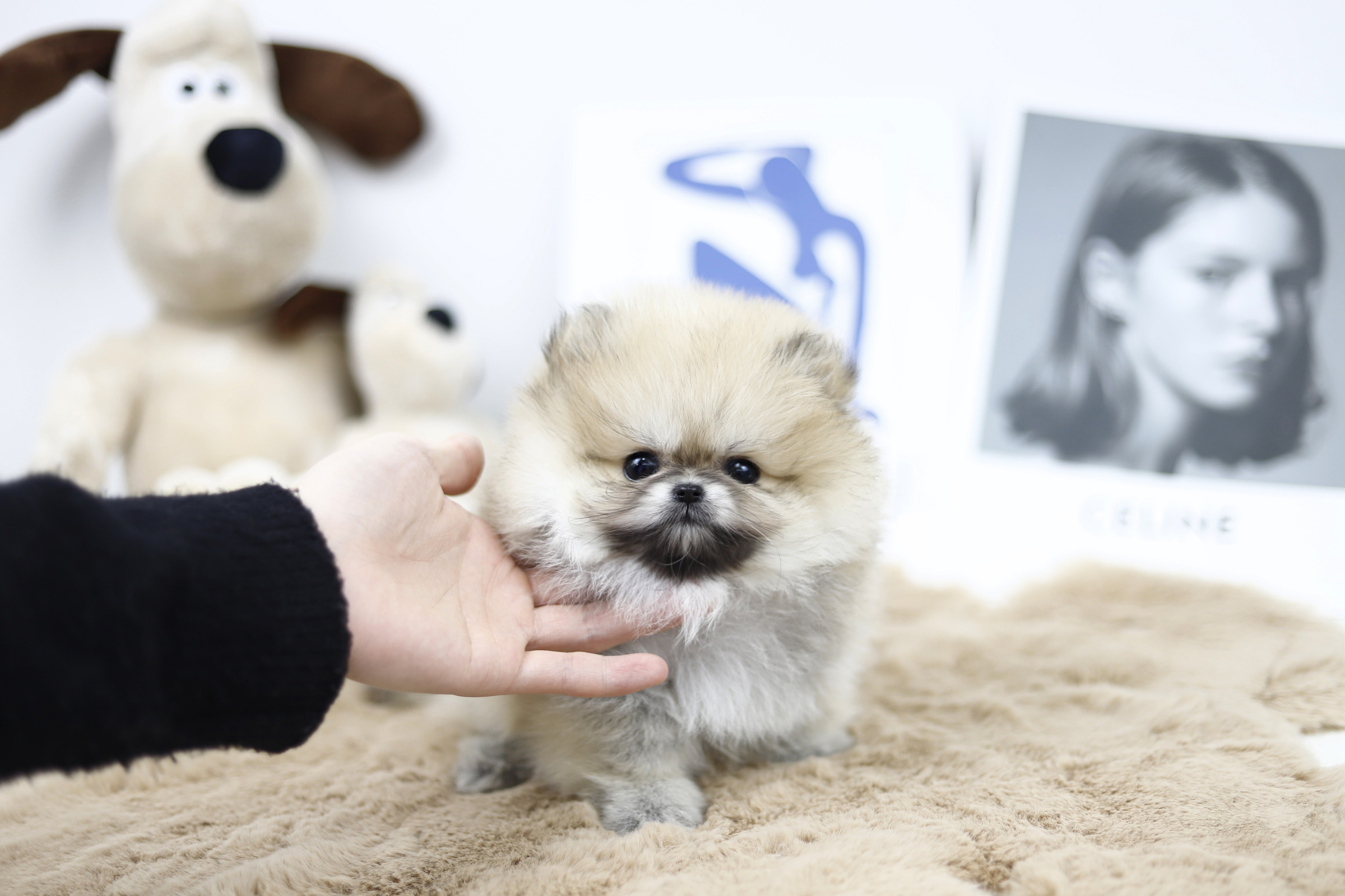 포메라니안(10만원부터)