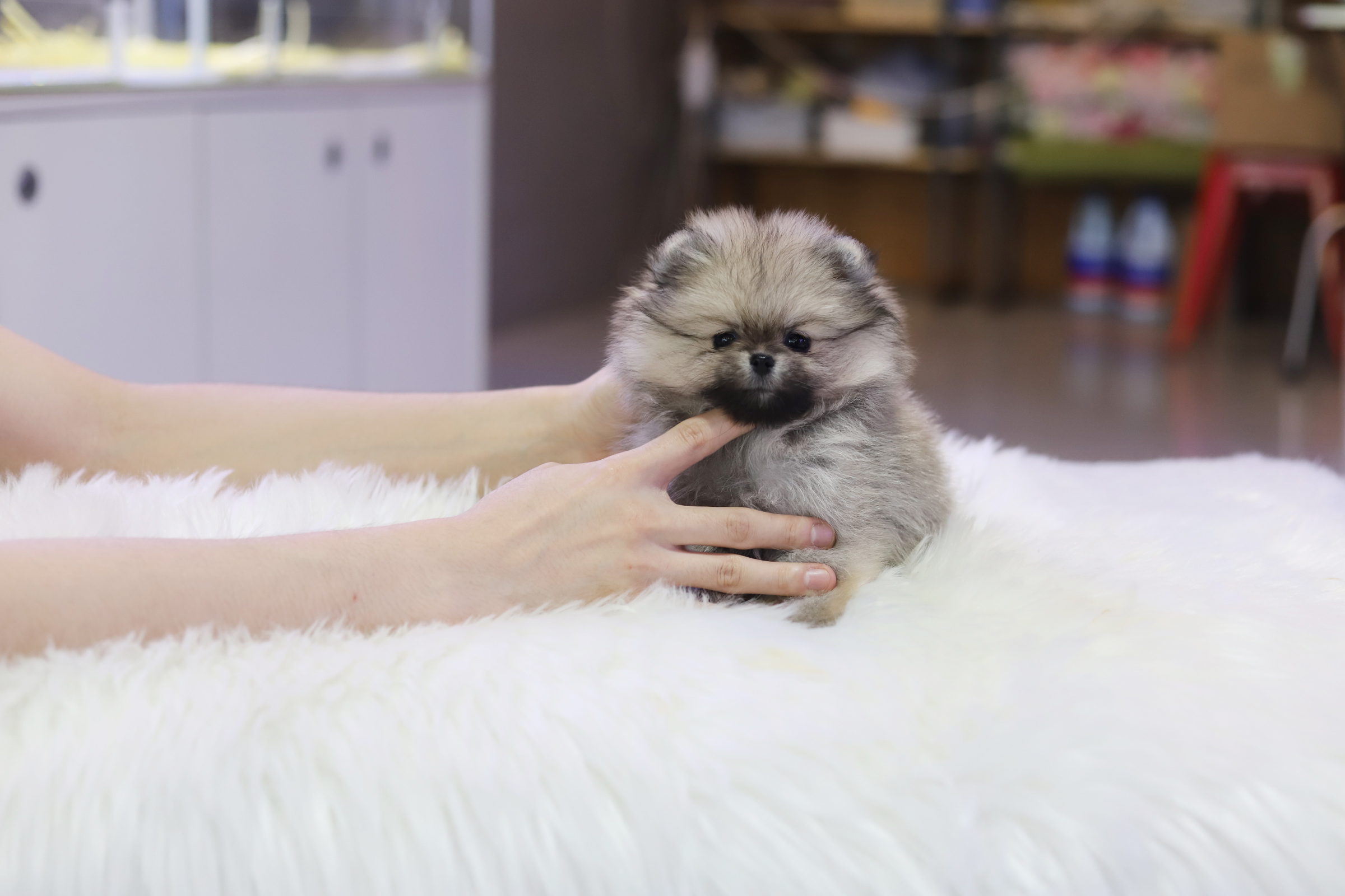 포메라니안 입양합니다