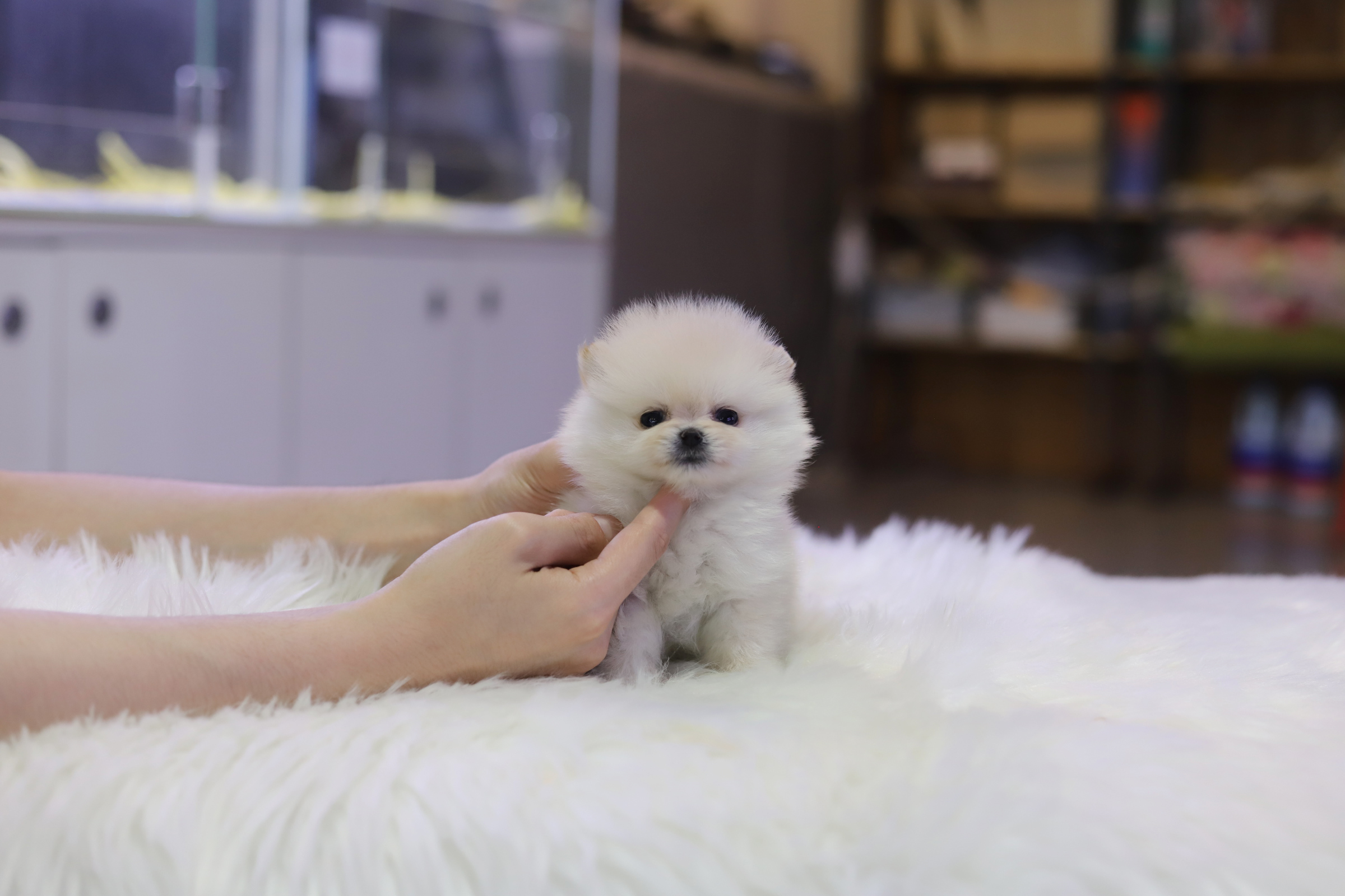 포메라니안 입양합니다