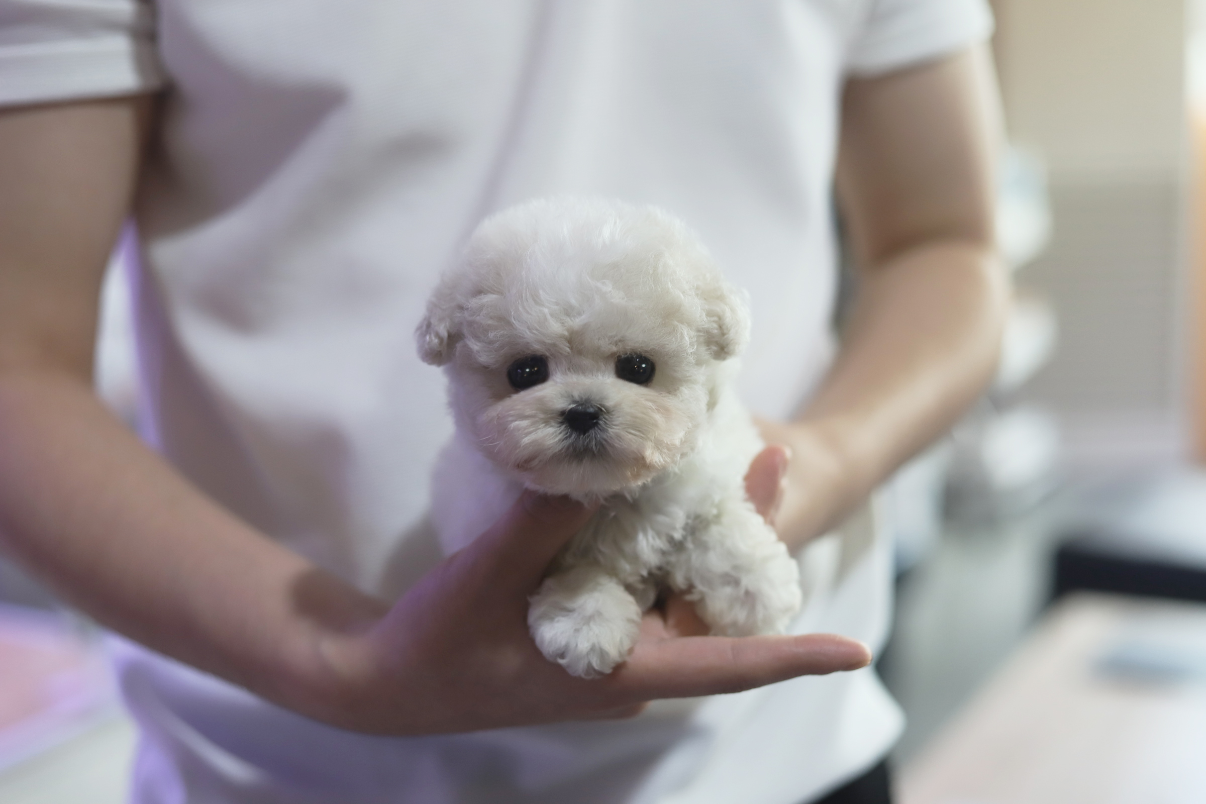 미니비숑분양합니다(10만원부터)