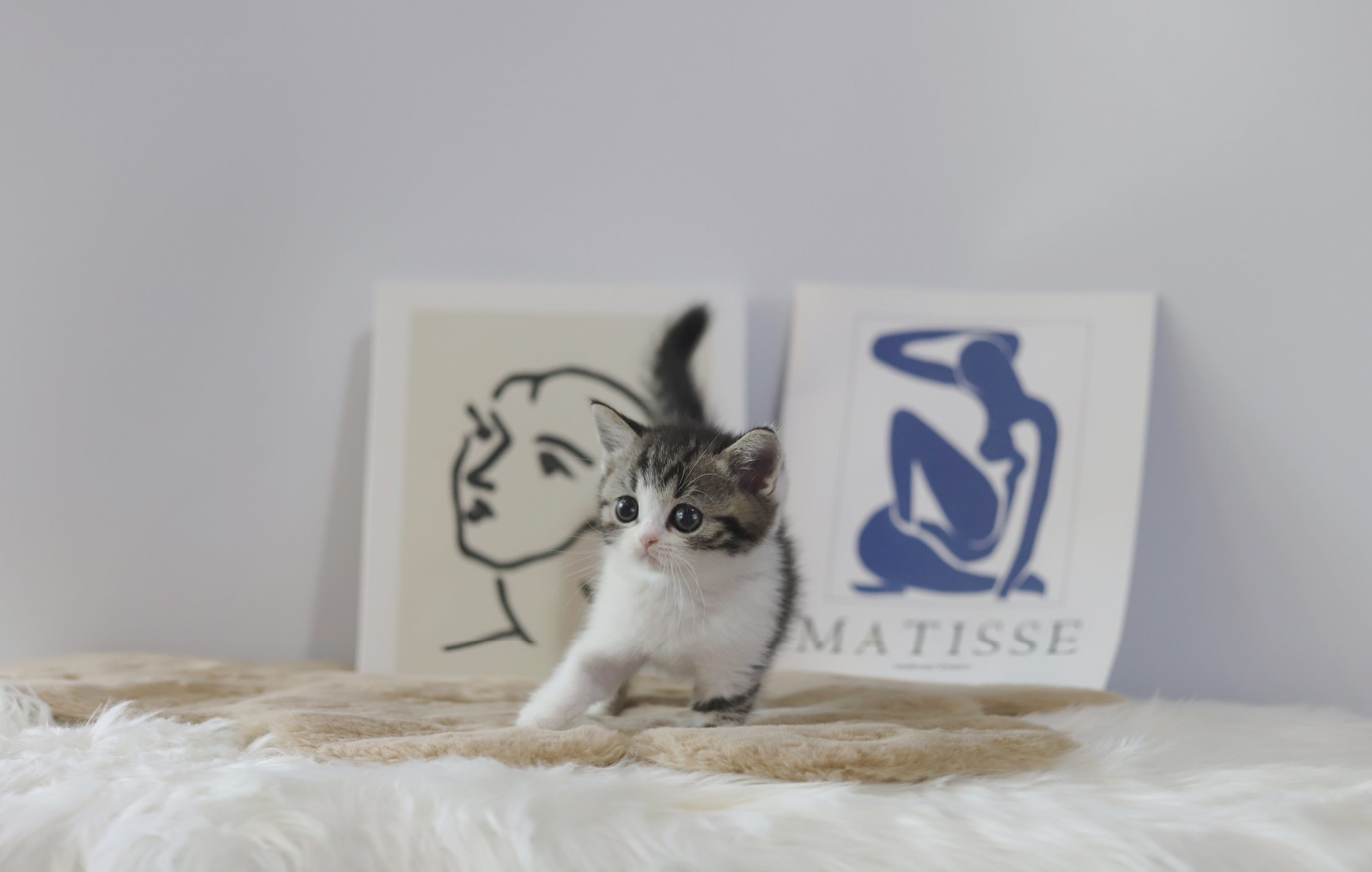 브리티쉬숏헤어분양