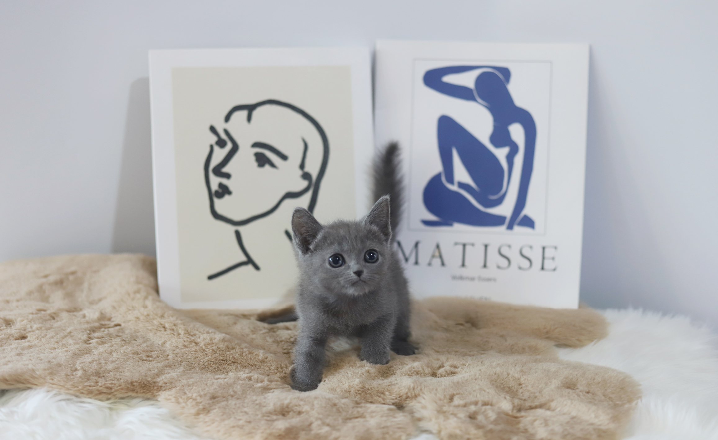 러시안블루분양