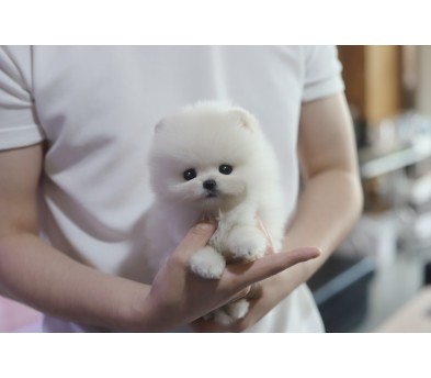 포메라니안(무료분양)